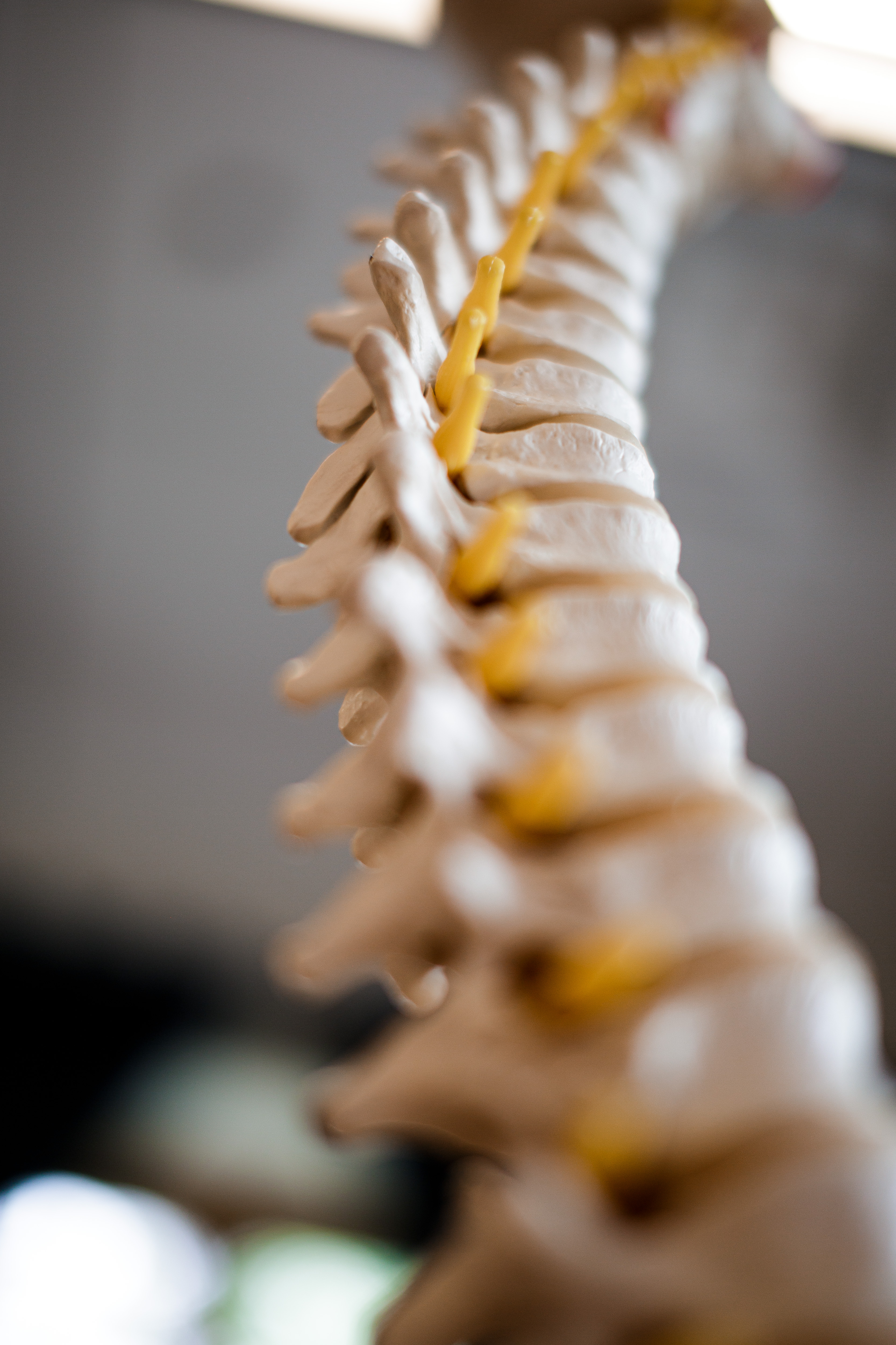 spinal cord, chiropractic adjustment, gonstead chiropractic, located close to Durango, things to do in Durango, office space