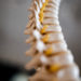 SPINAL CORD, DURANGO CO CHIROPRACTIC, APPOINTMENT IN DURANGO CO, SOUTHWEST COLORADO DOCTOR, PAGOSA SPRINGS, CORTEZ, BACK PAIN, SPINAL ADJUSTMENT, PAIN RELIEF, ILLNESS, HEALTH, MOUNTAIN LIVING, BEST IN DURANGO, COLORADO DOCTOR, COLORADO CHIROPRACTOR